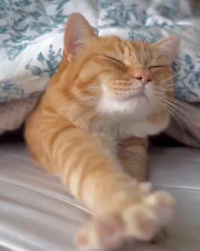 Lazy Dude