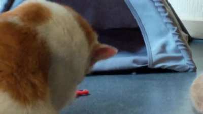 Welcome Meow lovers