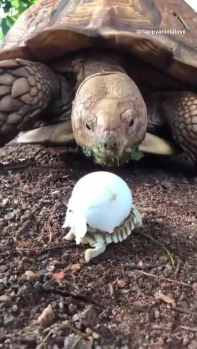 Mother tortoise greeting her newly-hatched baby