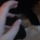 Pet cat