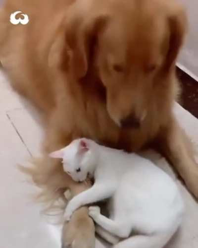 dont touch my dog