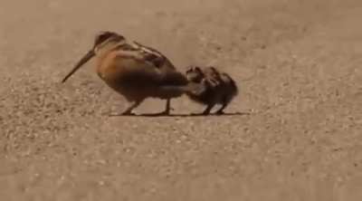 Woodcocks walking with a funny 'bob' that resembles a dance. It is thought that this motion causes worms to move around in the soil, making them more easily detectable.