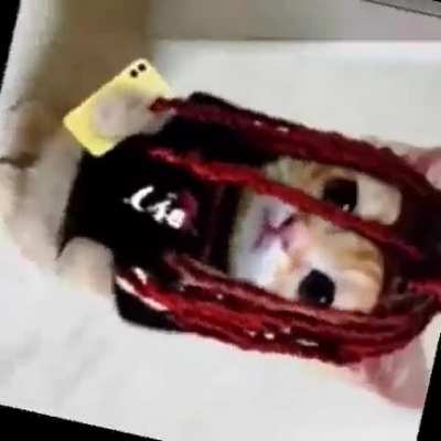 Cati Carti*+!