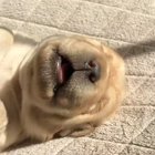 This pup's barking in sleep