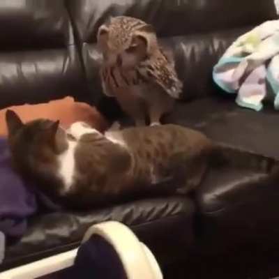 Get off my couch