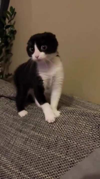 Come at me Bro