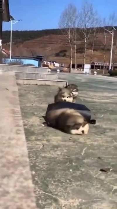 Falling waddles