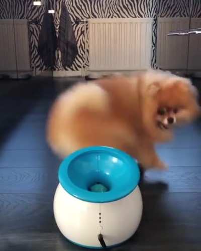Kapten loves play time