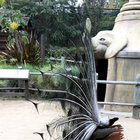 my girlfriend met a peacock