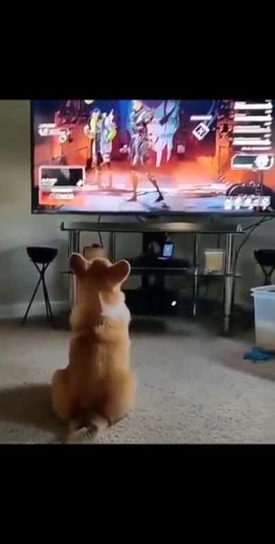 Köpekler TV izleyebilir ve tepki verebilirler.