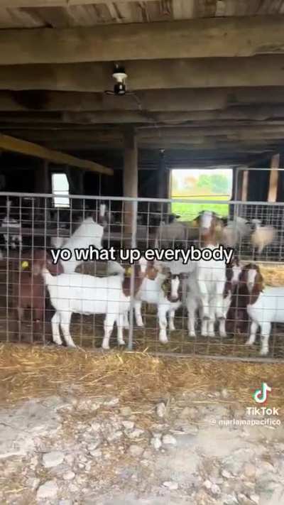 BAAAA
