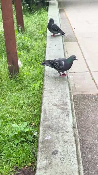 House Sparrow and pigeon switched the side at perfect harmony.