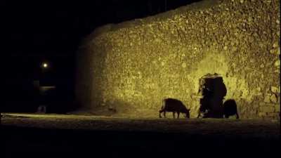 Hyenas have been entering an Ethiopian city for hundreds of years.