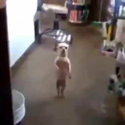 XD
