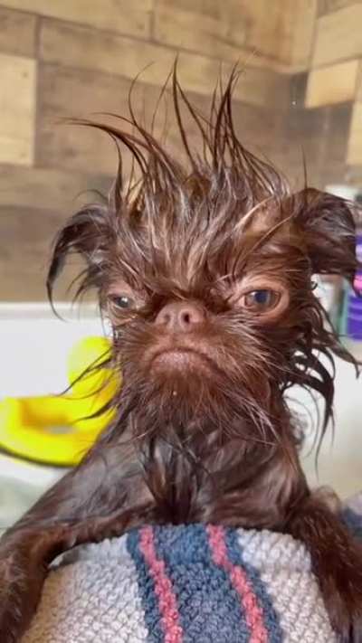 Baby Chewbacca.