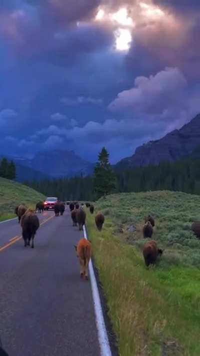 an astonishing morning in Yellowstone National Park