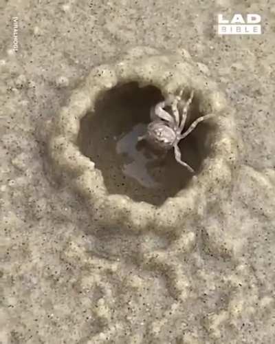 Crab builds a little house