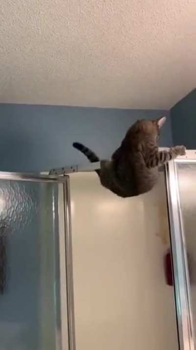Stupid cat