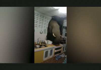Elephant crashed head through wall to steal bag of rice.