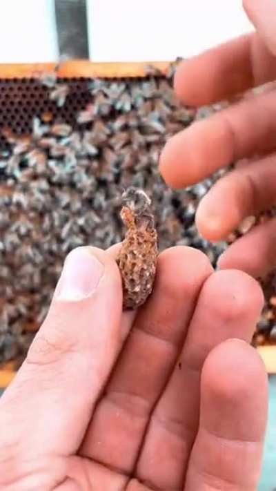 cursed_peanut