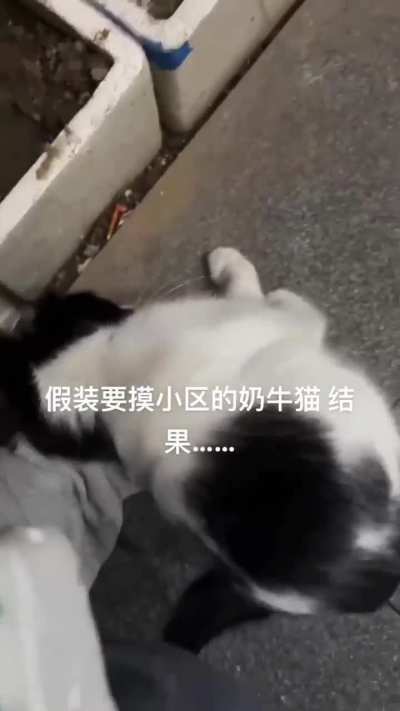 心机猫猫，<wbr>绿茶哈吉米