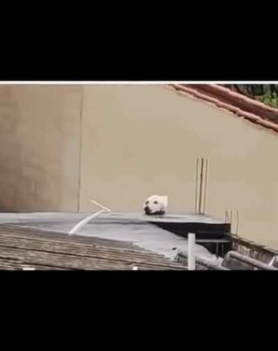 DeCaPITaTed DoG HeAd BeCoMes HoSt BoDY tO CaT