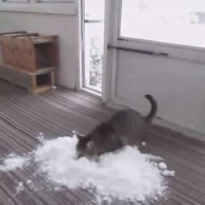 Fun fact: Cat’s actually love snow!