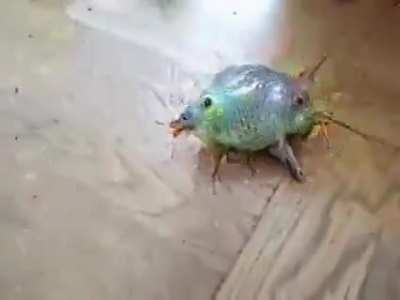 Hypno Toad