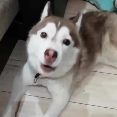 Dogo has something to tell you