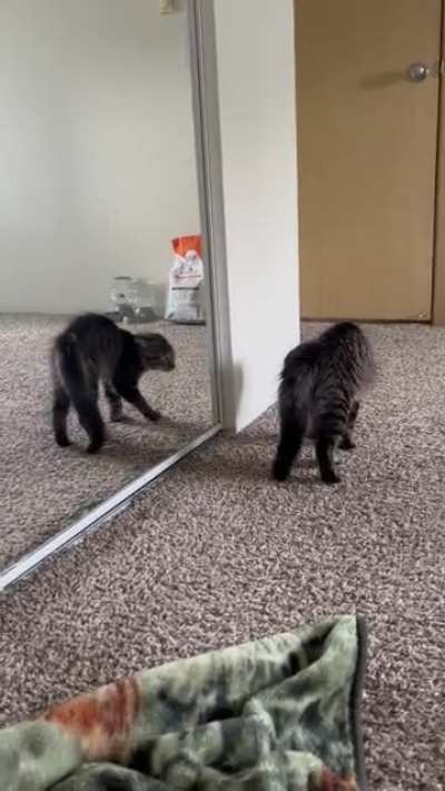 We picked up a new kitten on Friday. He has since learned that sometimes, he needs to teach the other kitten in the room how intimidating he is.