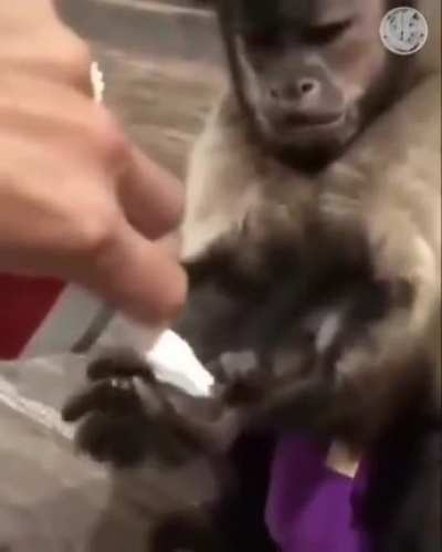 Monke snak