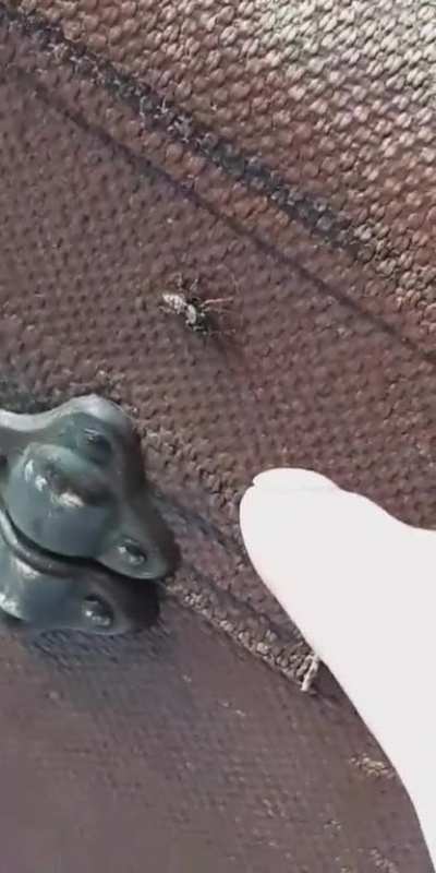 The attack of a giant monster