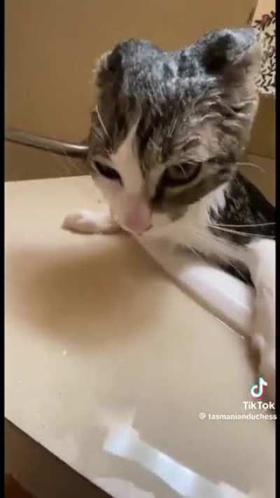 Betrayal 
