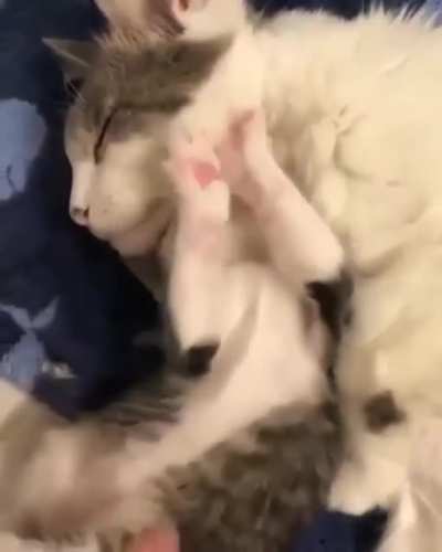 Cuddle Puddle