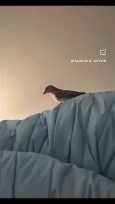 Trying to catch the bird that flew inside.