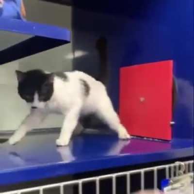 how to adopt a human