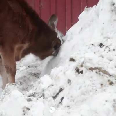 Playing in the snow