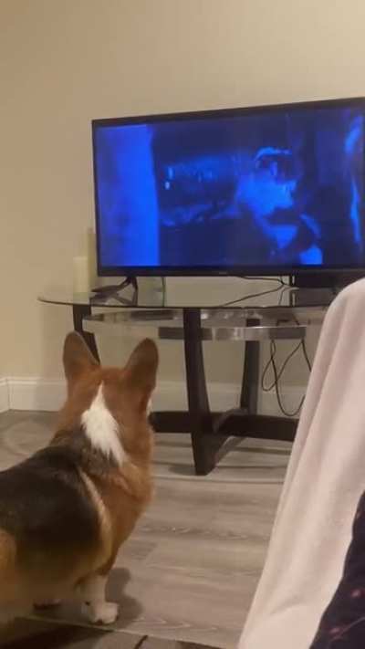 Ein getting upset about the new cowboy bebop