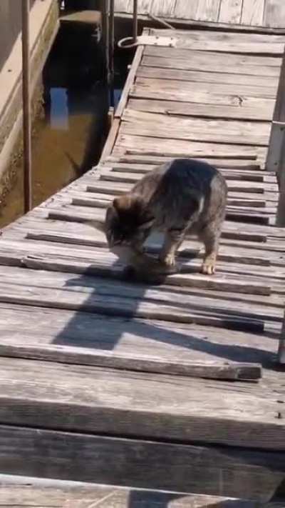 Котик
