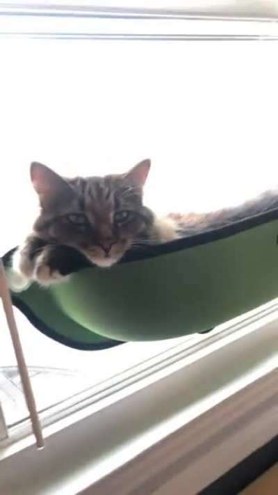 Boyfriend loses his mind working from home while I appreciate how cute our cat is