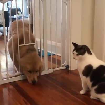To lock the dog