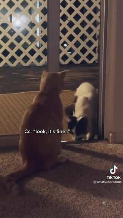 A very polite and sweet cat comes over to visit