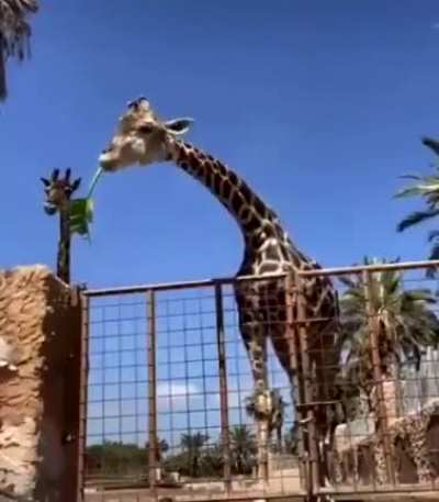 Get over here!