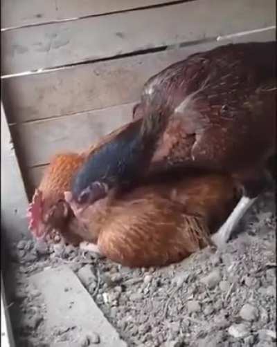 Sit on the egg you idiot!