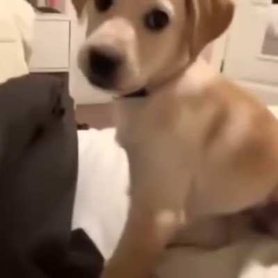 Doggo’s are still good