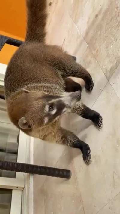 Коати