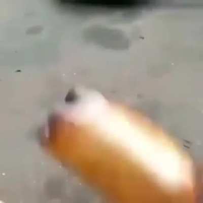 Собака: *переведена в спящий режим*