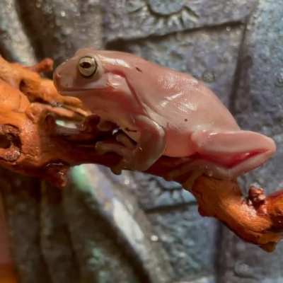 spooked froggy