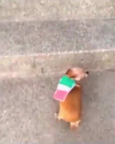 Amigo