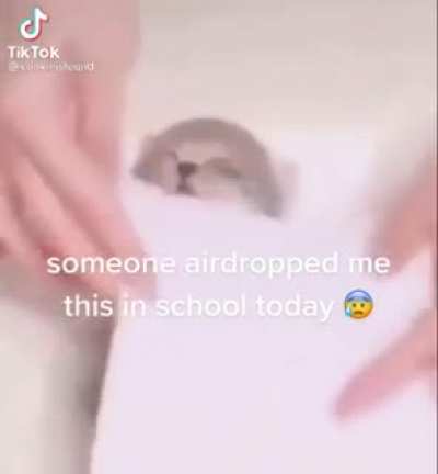 Awwww- oh wow